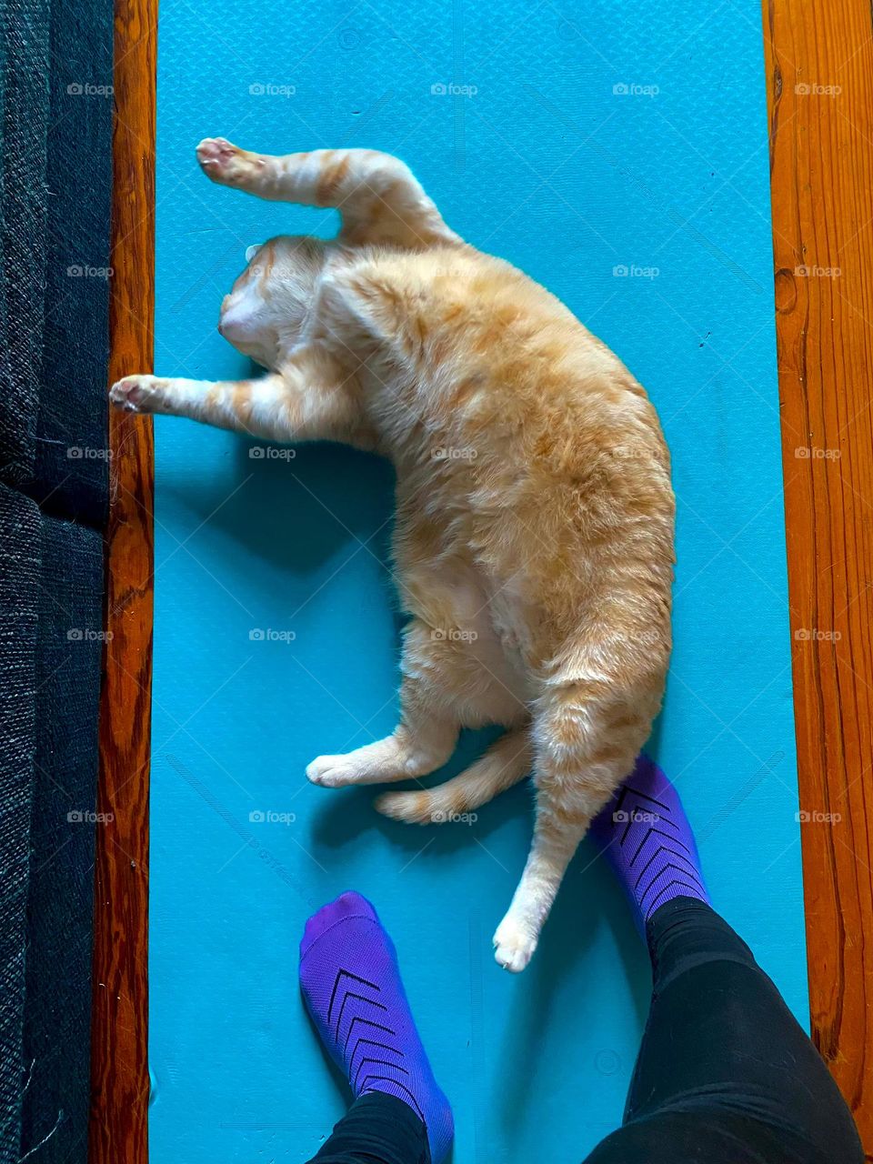 Trying to do some workout with a cat at Home