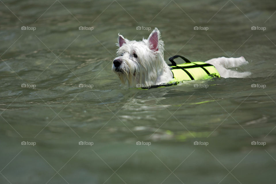 dog swimming at sea