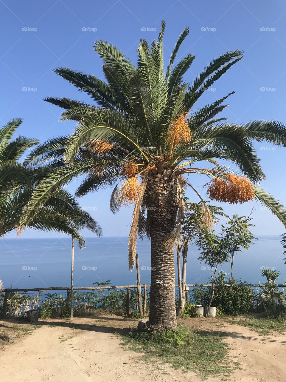 Palmen am Mittelmeer 