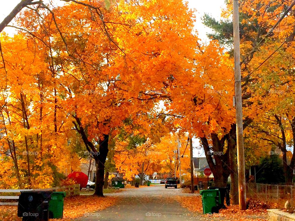 Golden Autumn. Autumn leaves down a street.