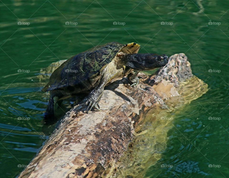 Turtle Climbing on Log