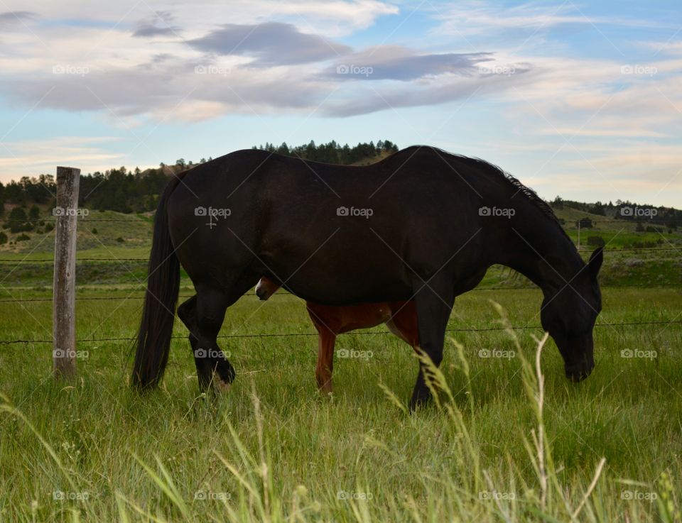 Mare, Horse, Cavalry, Pasture, Grass