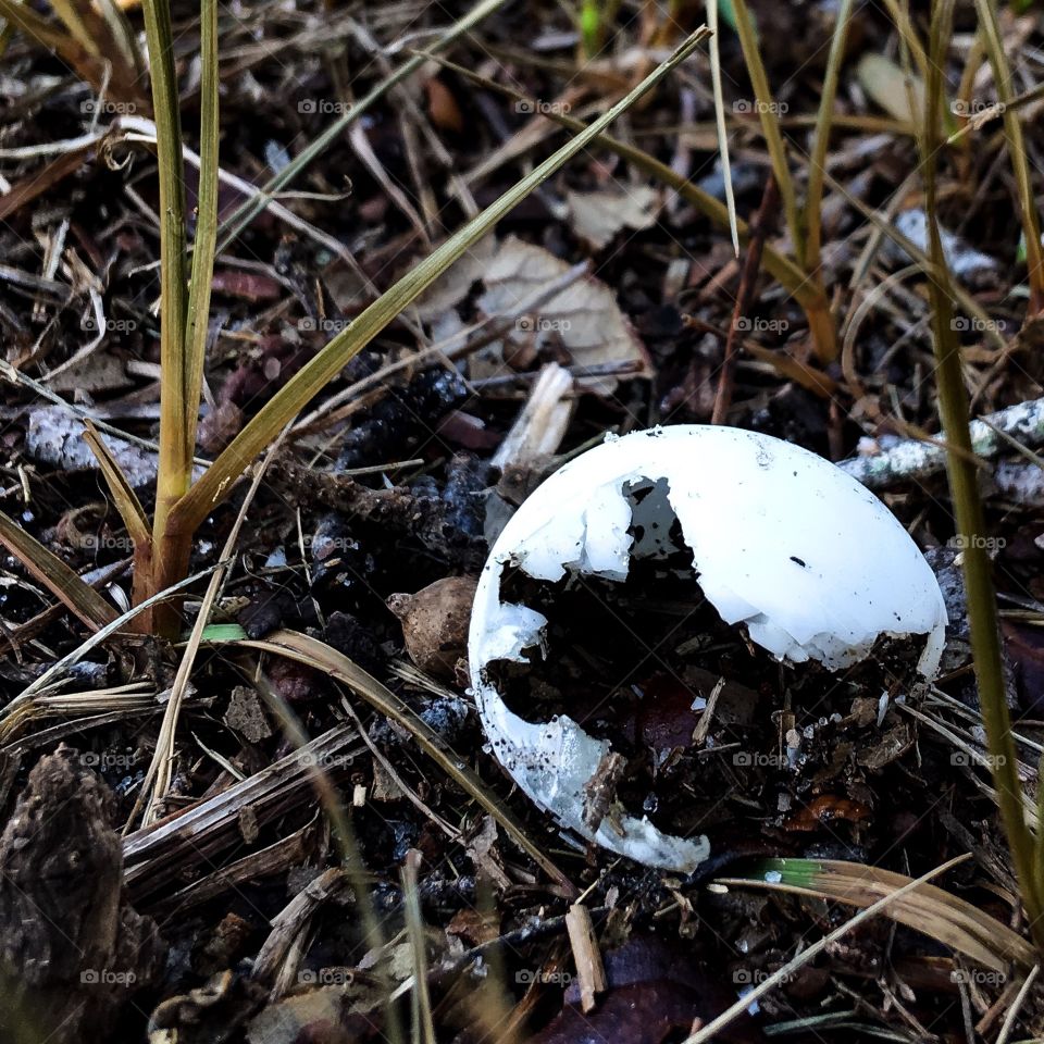 Soft shell turtle eye