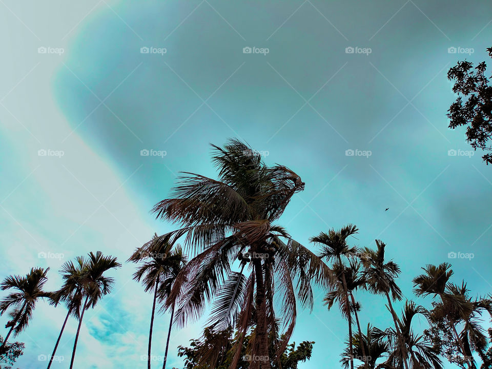 Windy summer, cloudy sky, and these trees all I want 🌴