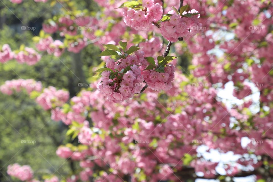 Sakura blossom closeup