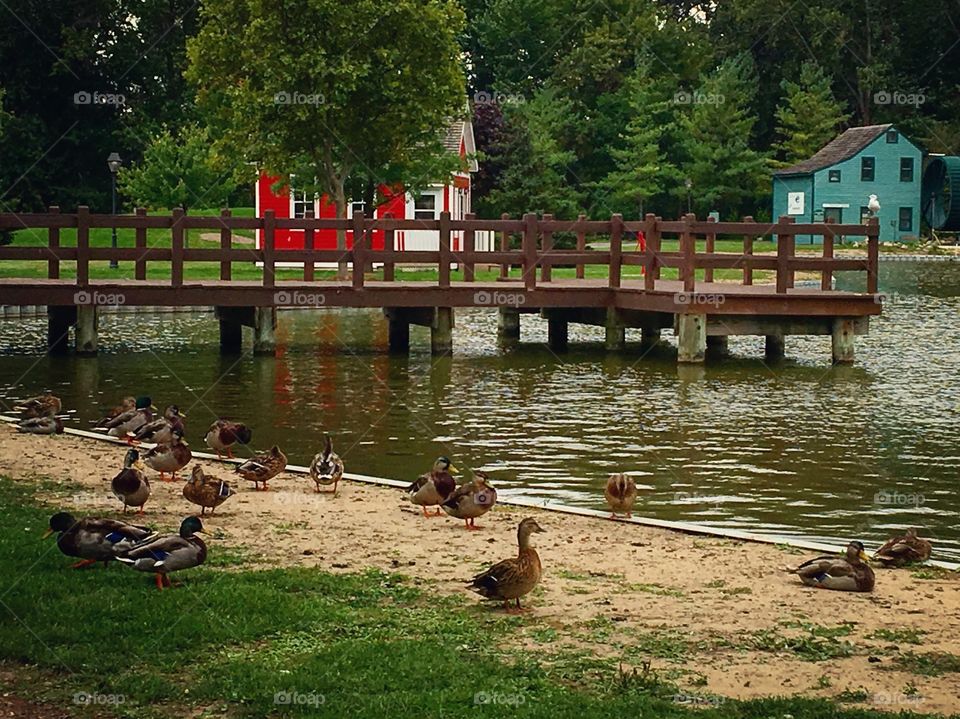 Ducks by a pond