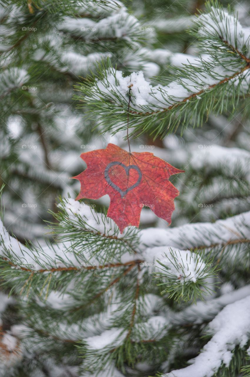 Maple leave at winter