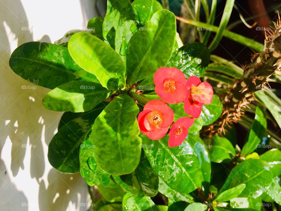 Spring season brings us beauty at it’s best