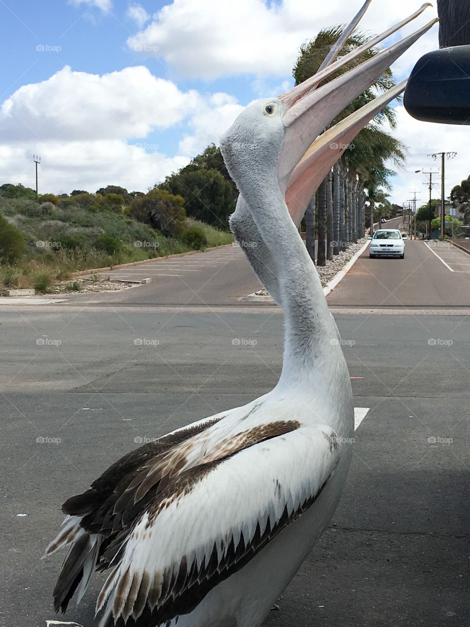 Two Bold Pelicans begging for food from
People in parked car at Australian beach