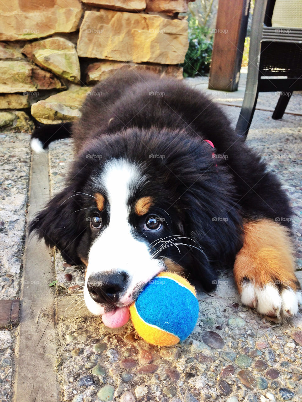 Bernese Mountain Dog puppy with his ball outside