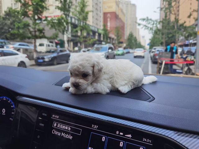 The little puppies went out for the first time.