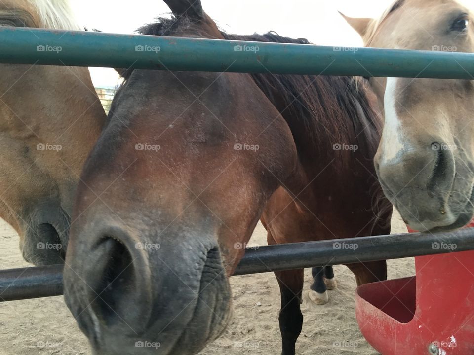 Hungry! Horse poking head through corral bars on western ranch in Nevada, three horses 