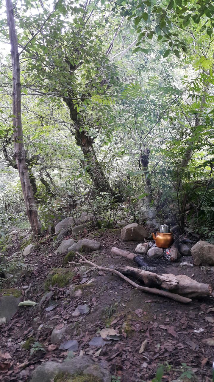 making tea at the forest picnic ,  woods on the summer