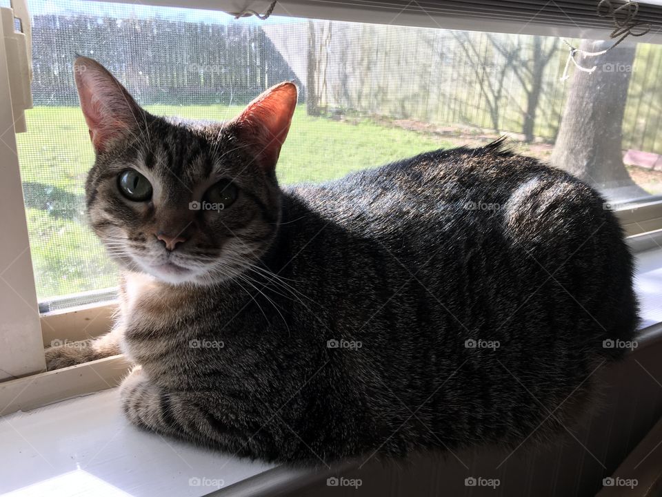 Cat, Portrait, Cute, Pet, Domestic