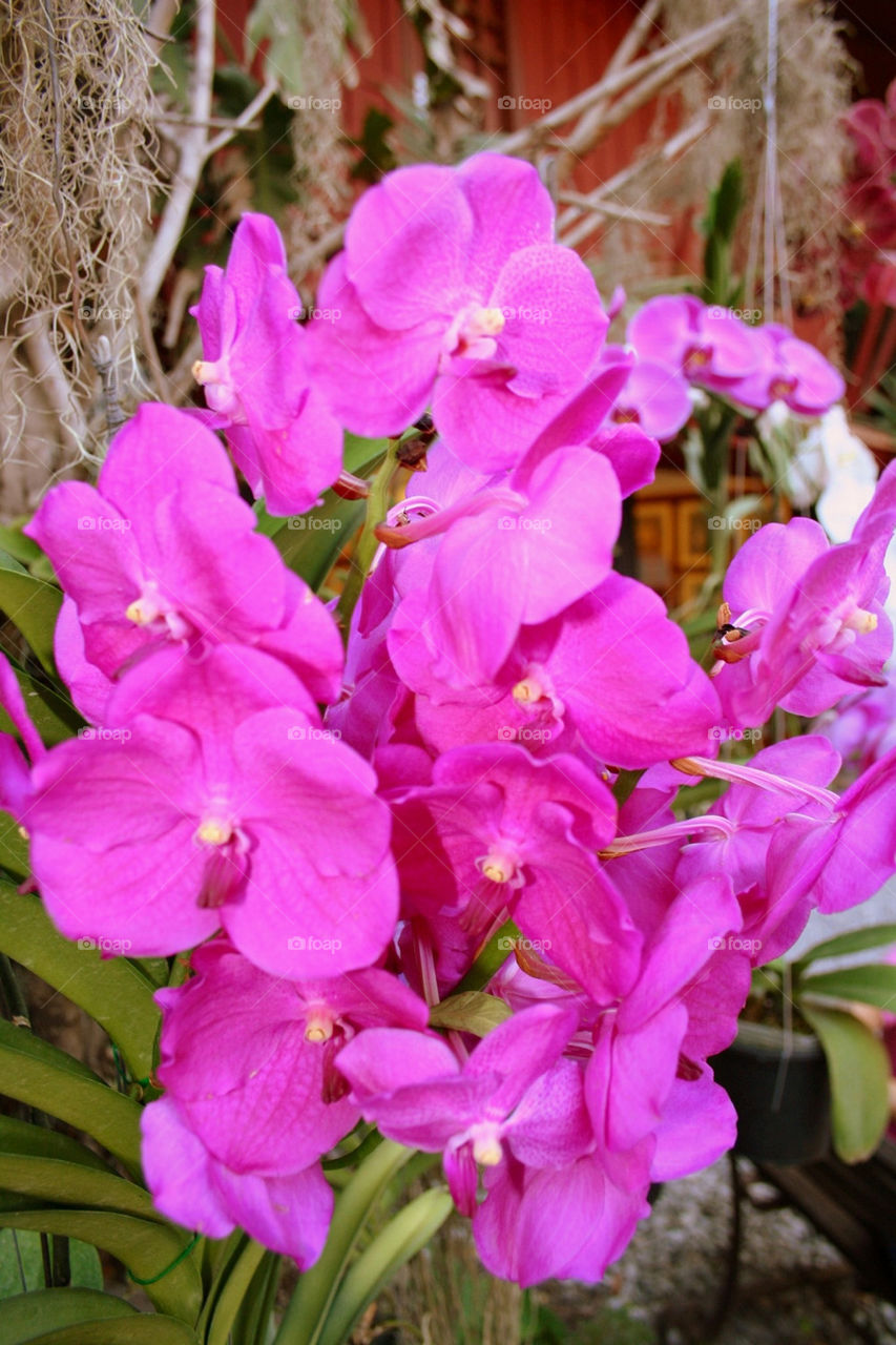 Chinese flower blossoms