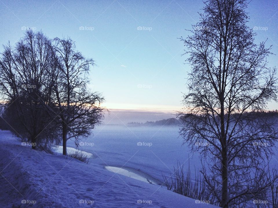 Winter, Snow, Tree, Landscape, Cold