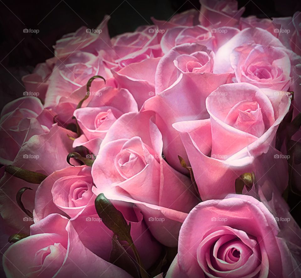 Pink roses
