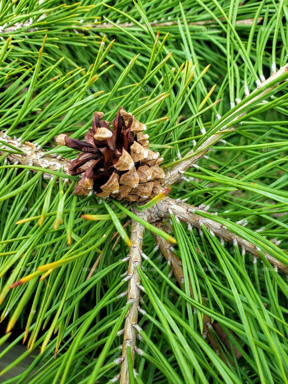 pinecone