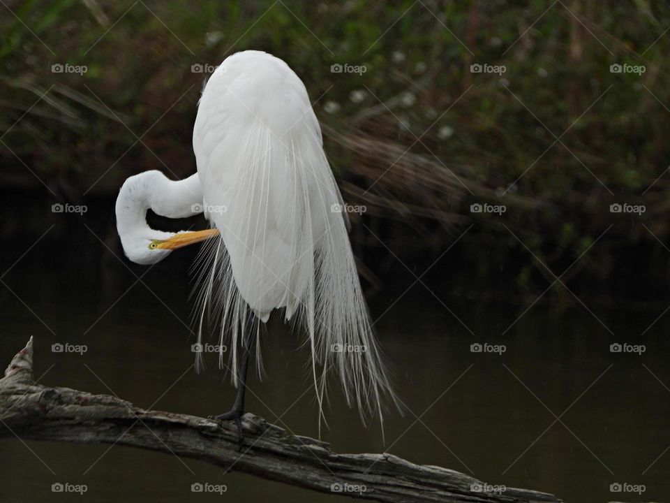 Great White Egret - In Western cultures, the color white is often associated with weddings, hospitals, and angels and is often used to convey a sense of purity, cleanliness, and peacefulness