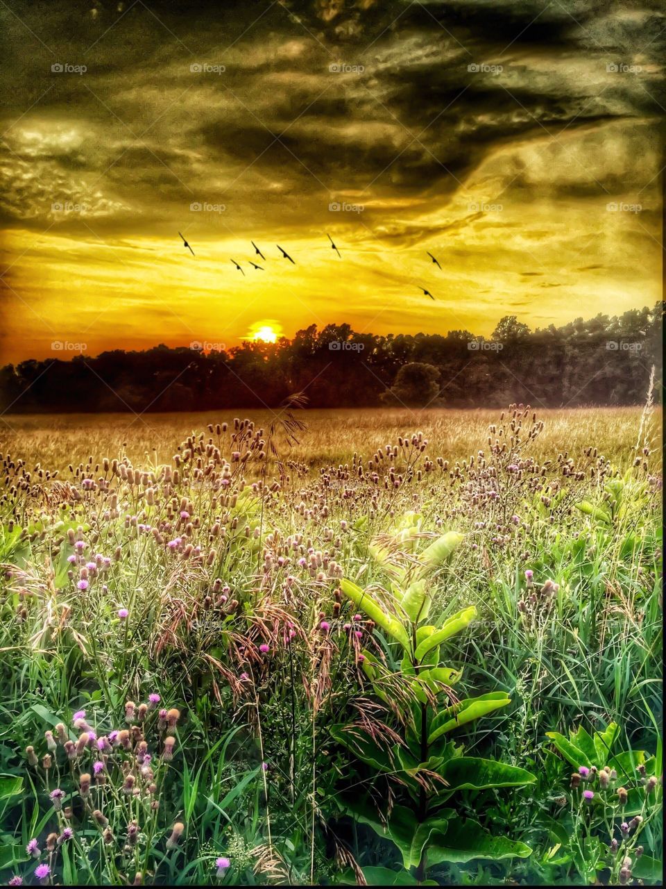 Wild flowers bloom at dawn . Wild flowers look amazing at dawn 