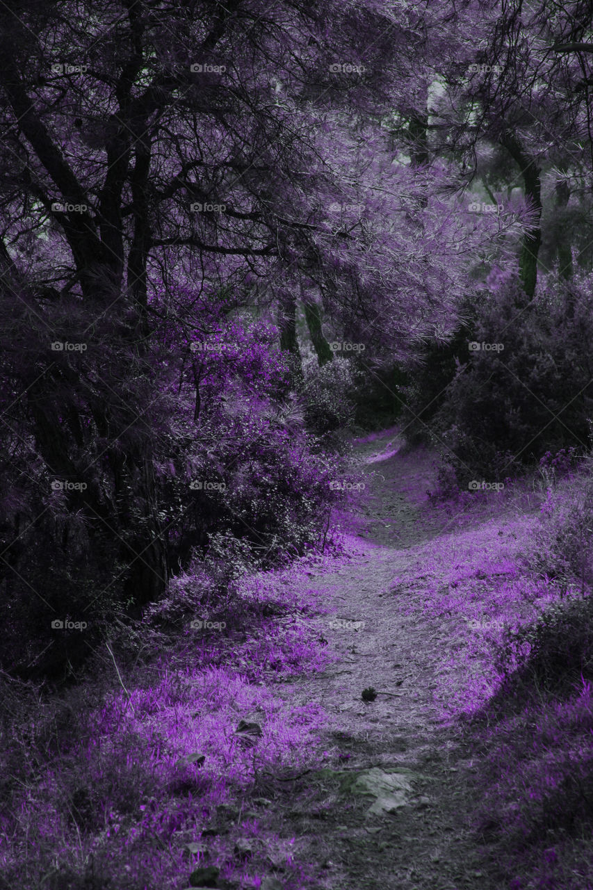 purple path