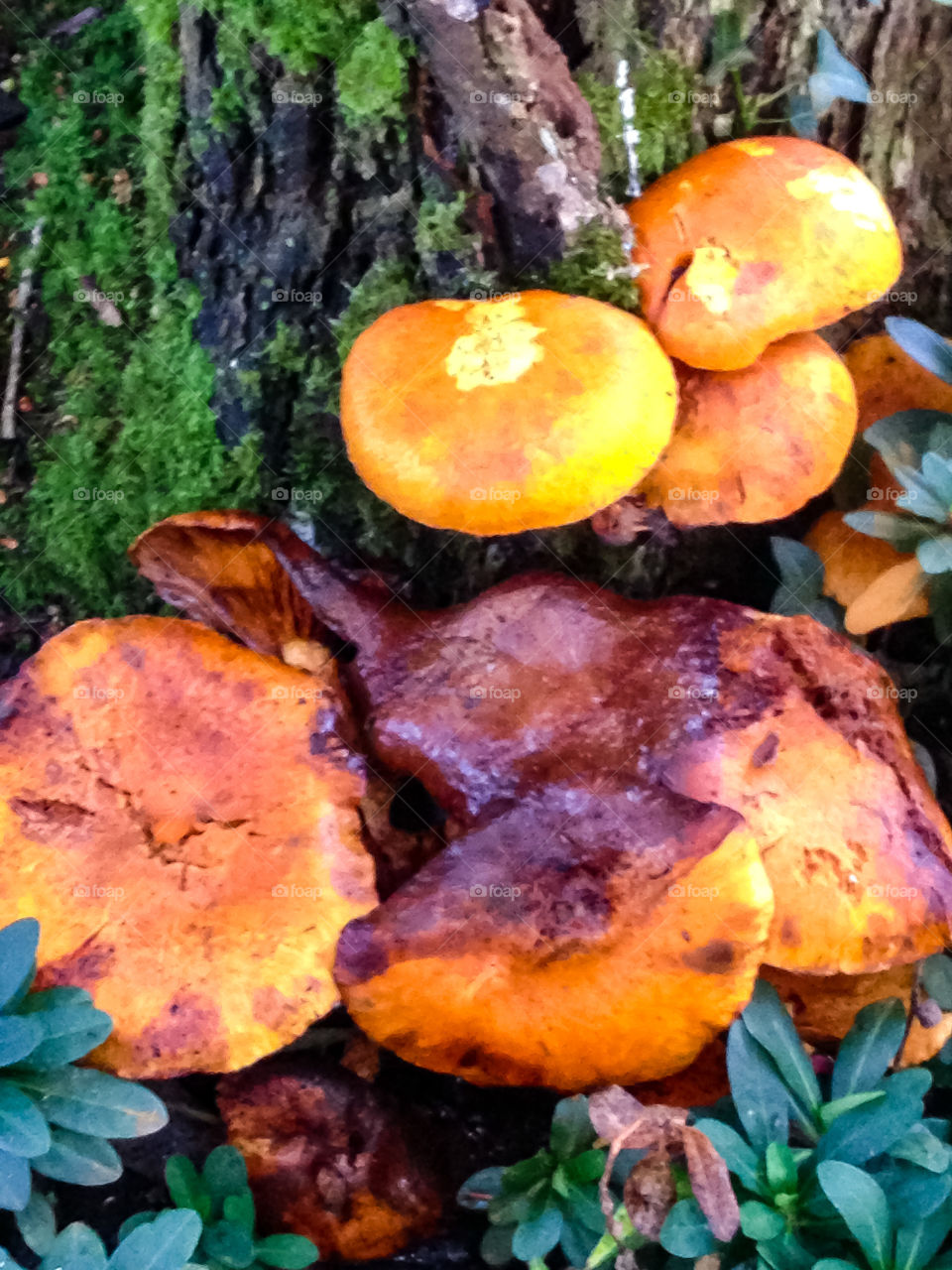 Autumn fungus