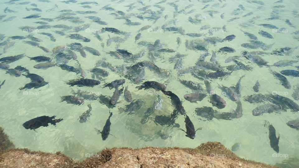 peixes