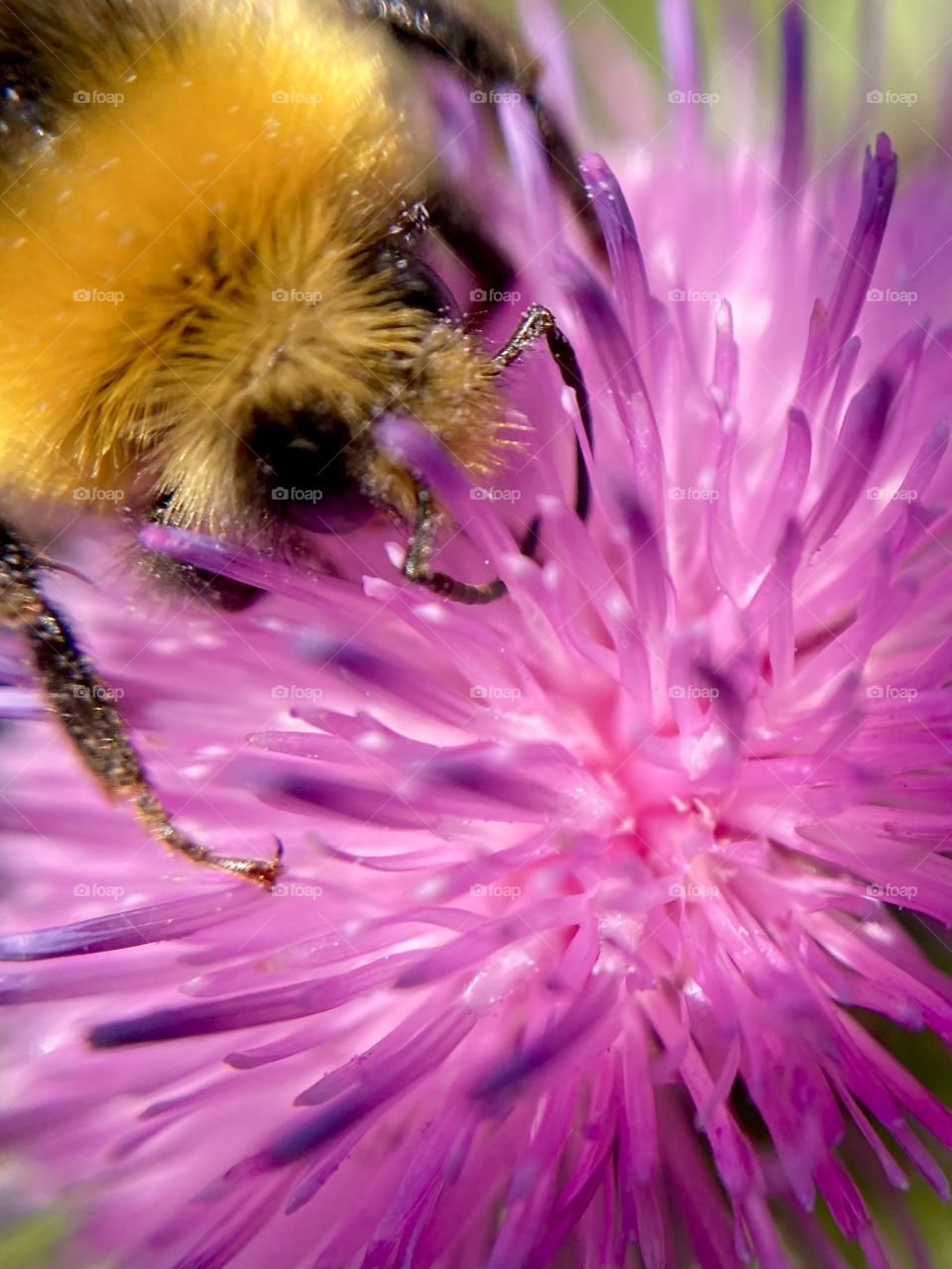 bee on a pink flower in macro