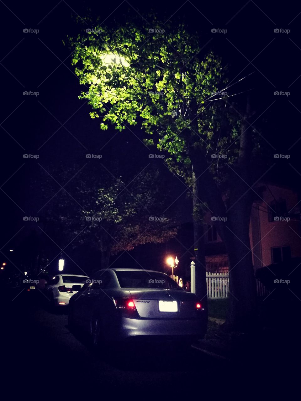 Tree beauty at night