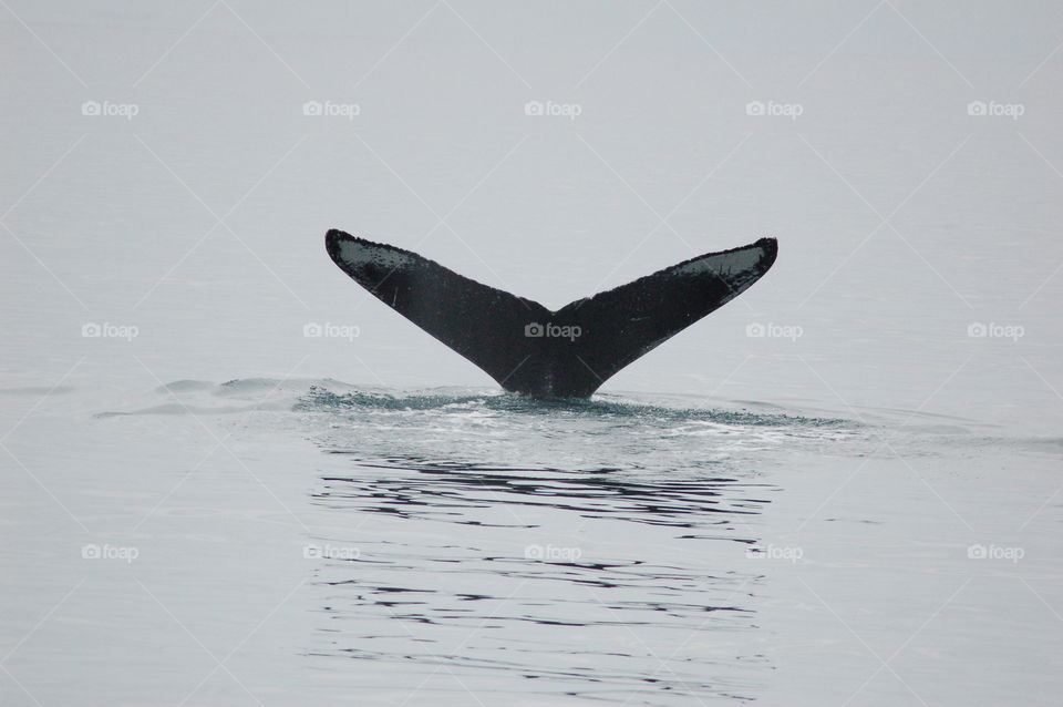 It's A Whale Tail. Whale fluke disappearing beneath the waves