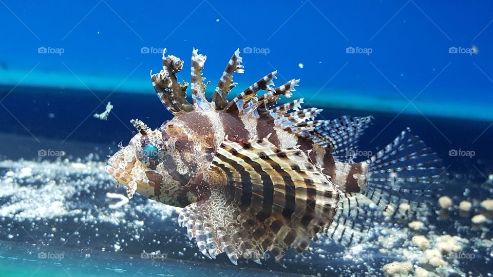 lion fish