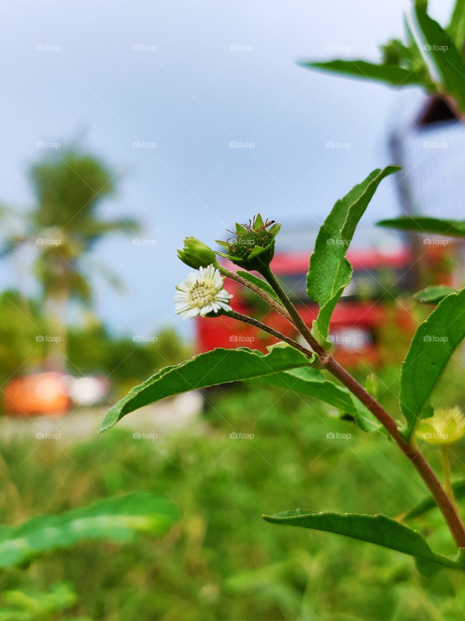 portrait of a flowers