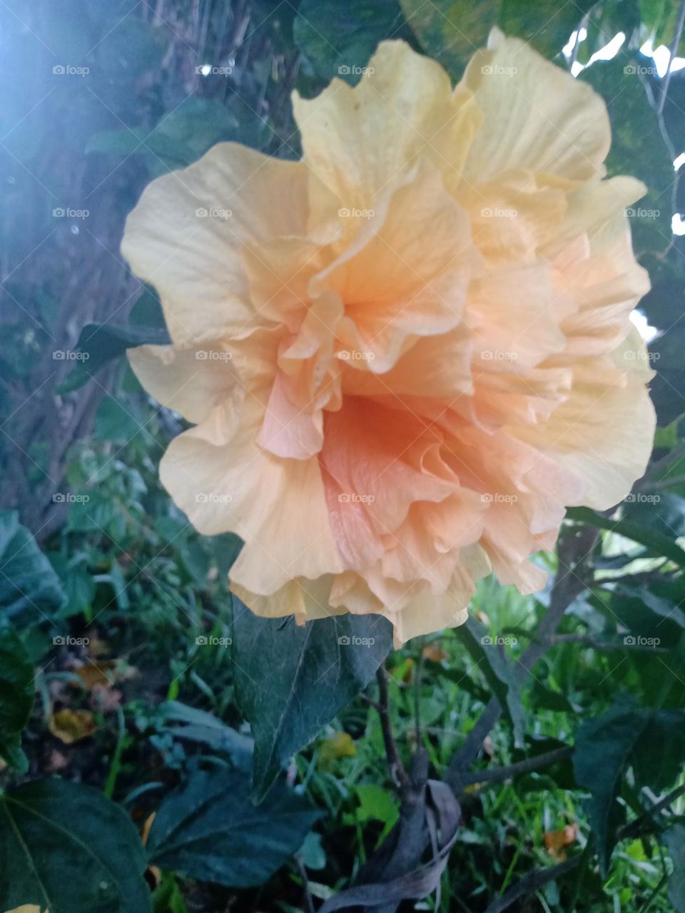 Flores em meu jardim.