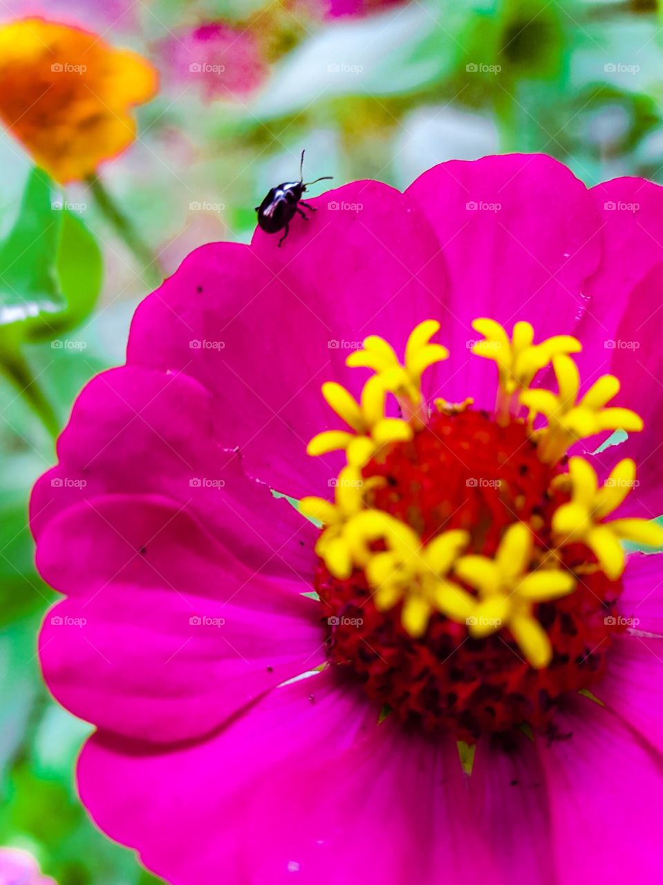 beetle in a pink place