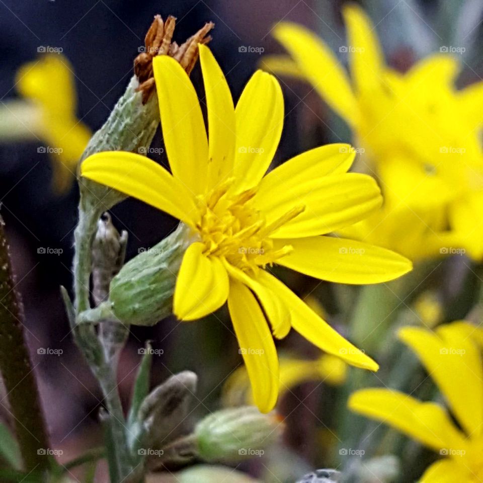 Nature, Flower, No Person, Flora, Summer