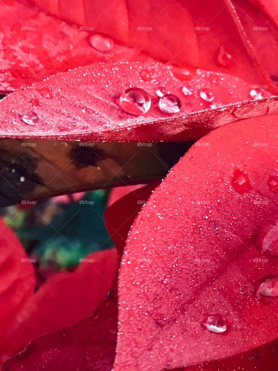 Beautiful drops of rain on the red flowered leaf