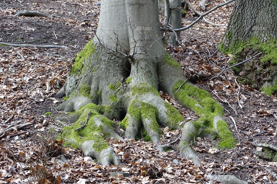 Baumwurzeln