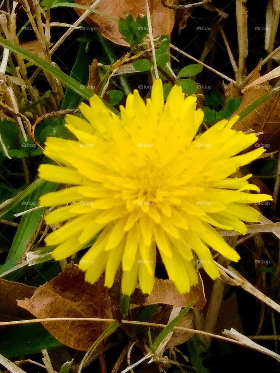 dandelion in bloom