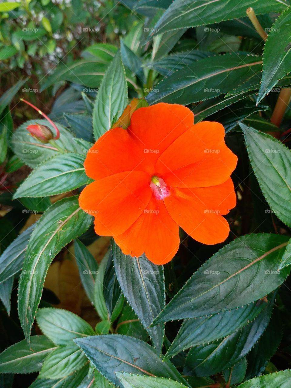 orange red flower
