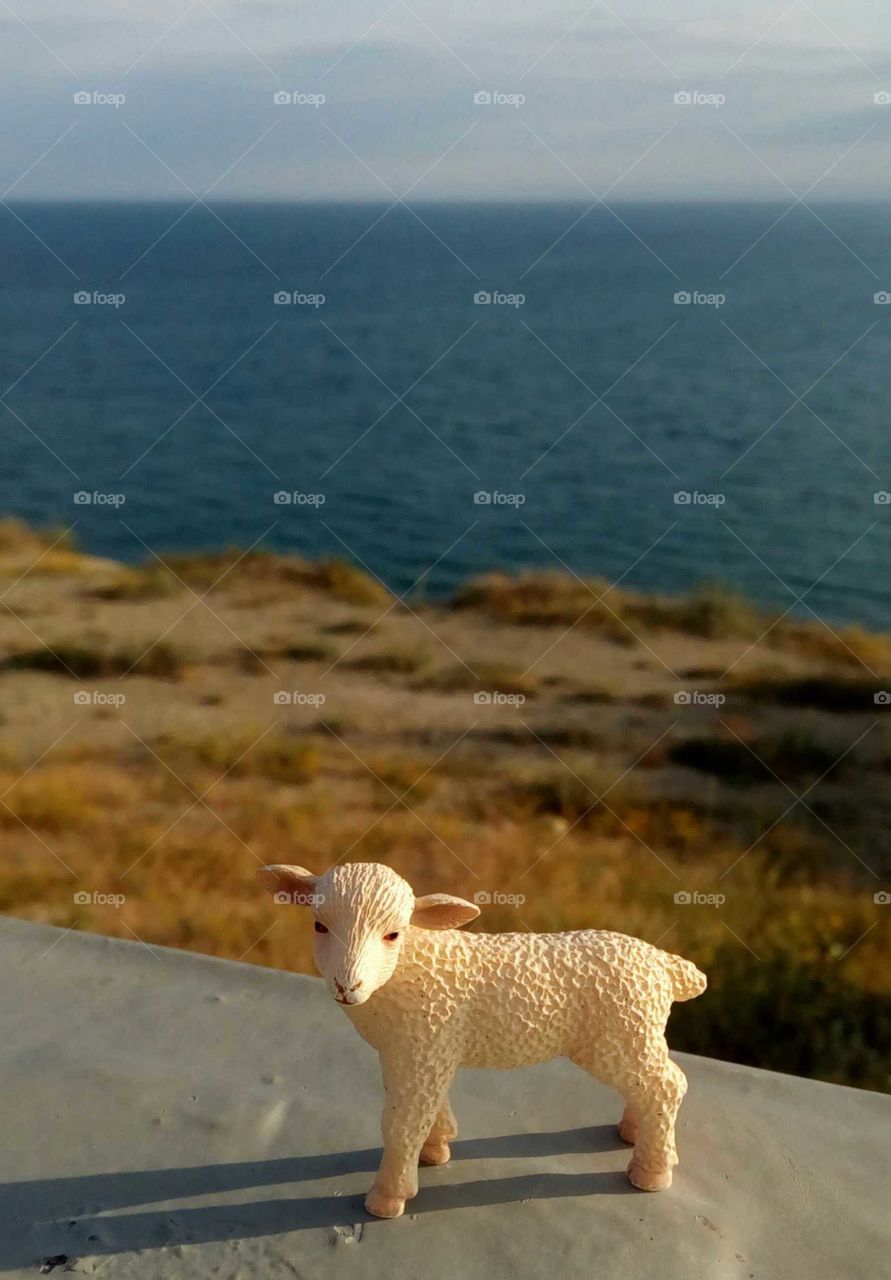 Lamb likes sunset