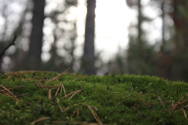 forest