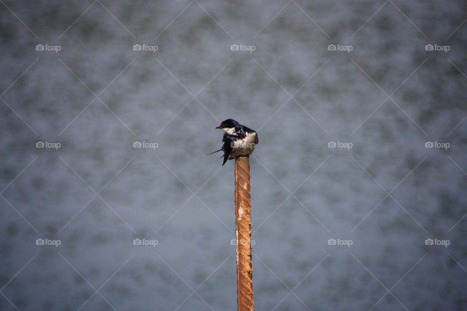 a swallow basking in the morning sun.