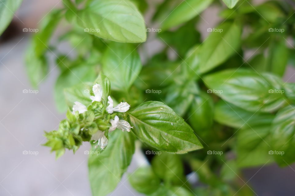 Closeup image of basil in the season where it flowers.