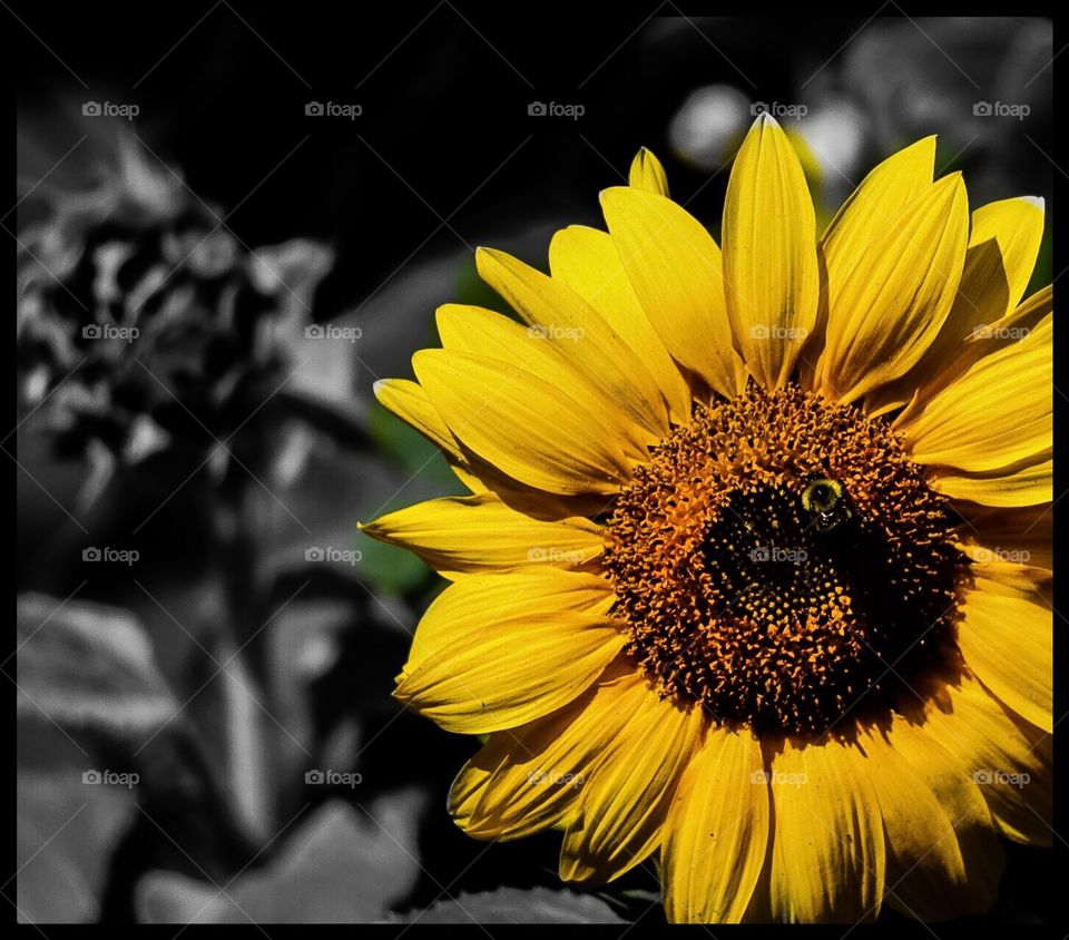 Sunflower