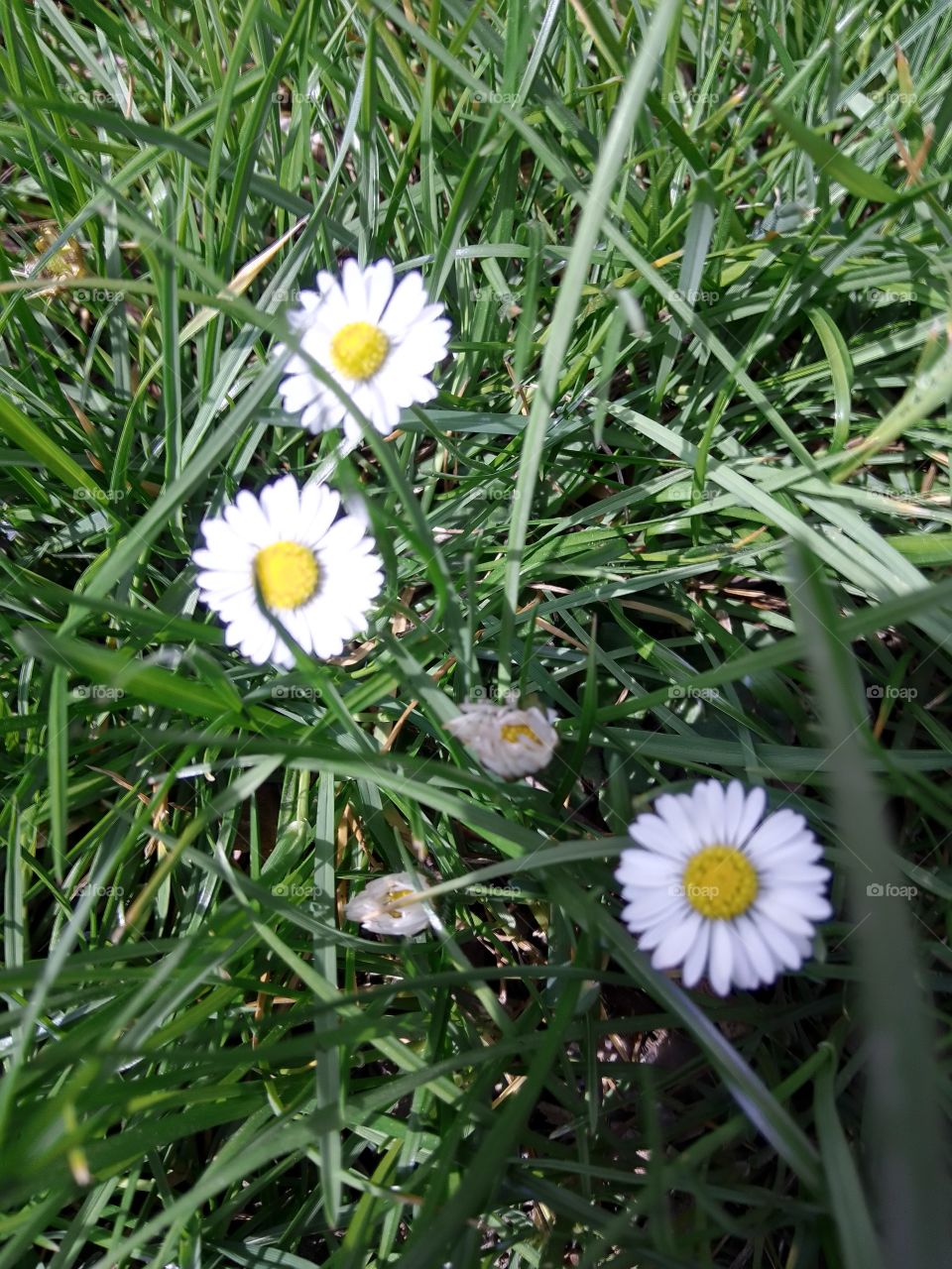 Grass, Flora, Summer, Nature, Hayfield