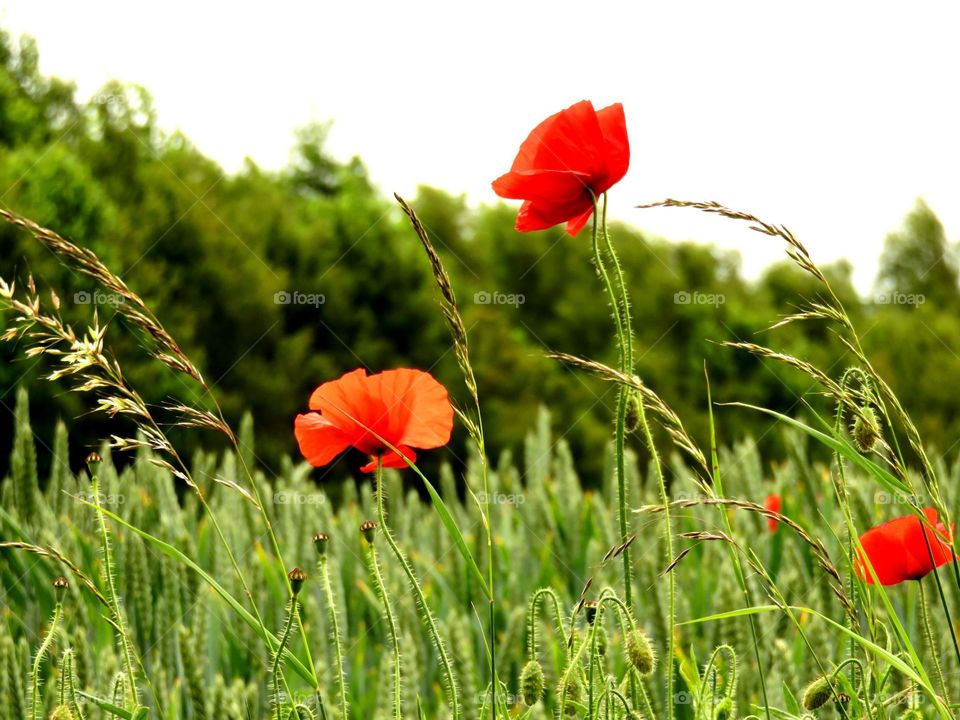 poppies