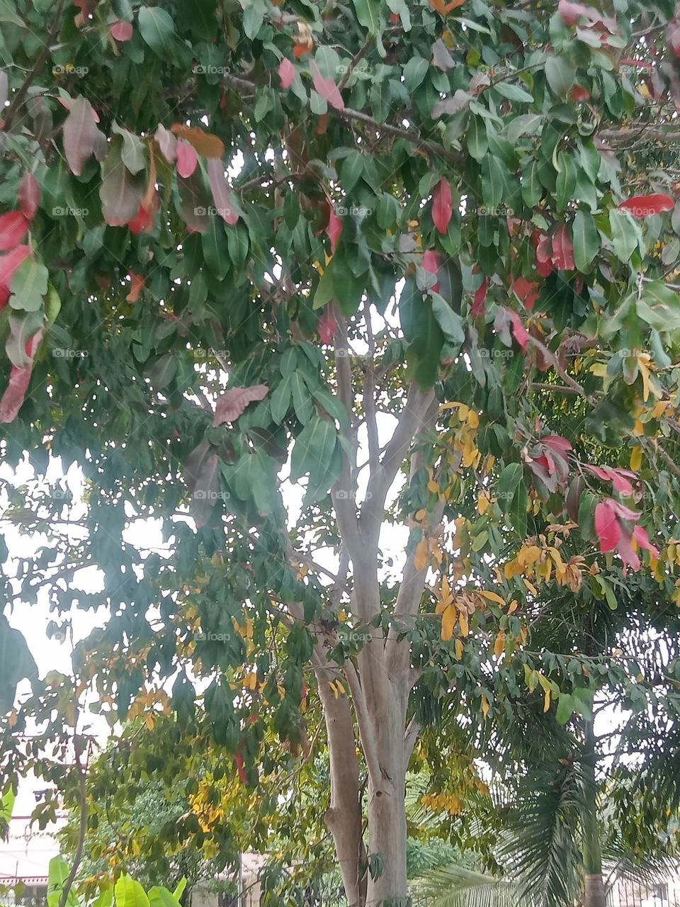 ravarma  Multiple colours, different leafs, red leafs