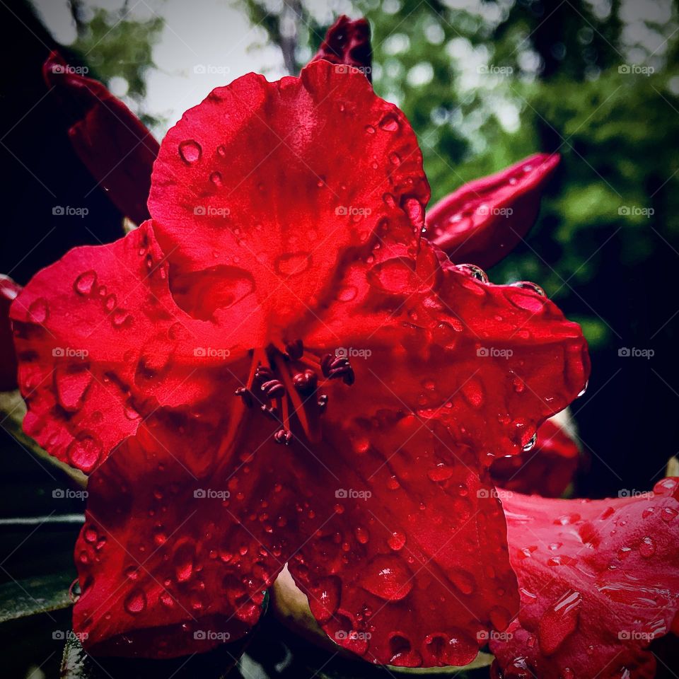 Rainy day in the garden