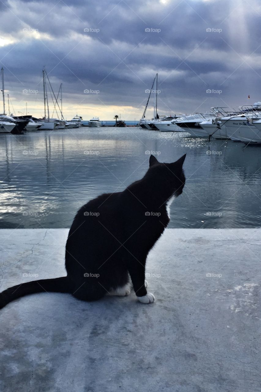 Black cat in the port