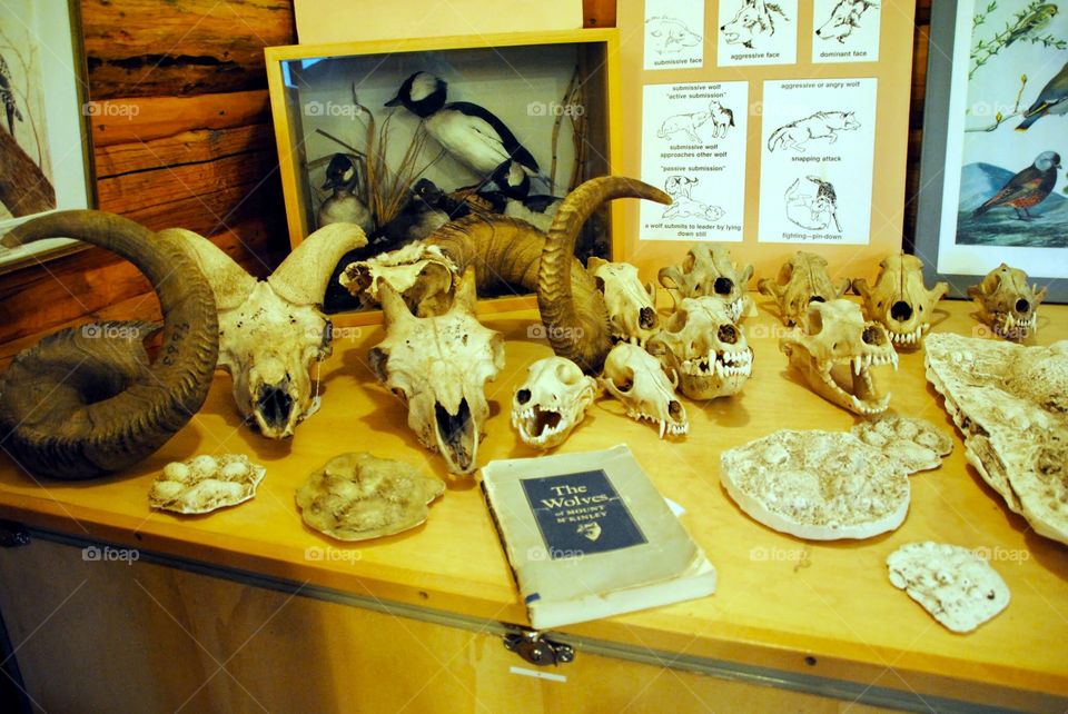 Wolf Skulls and More